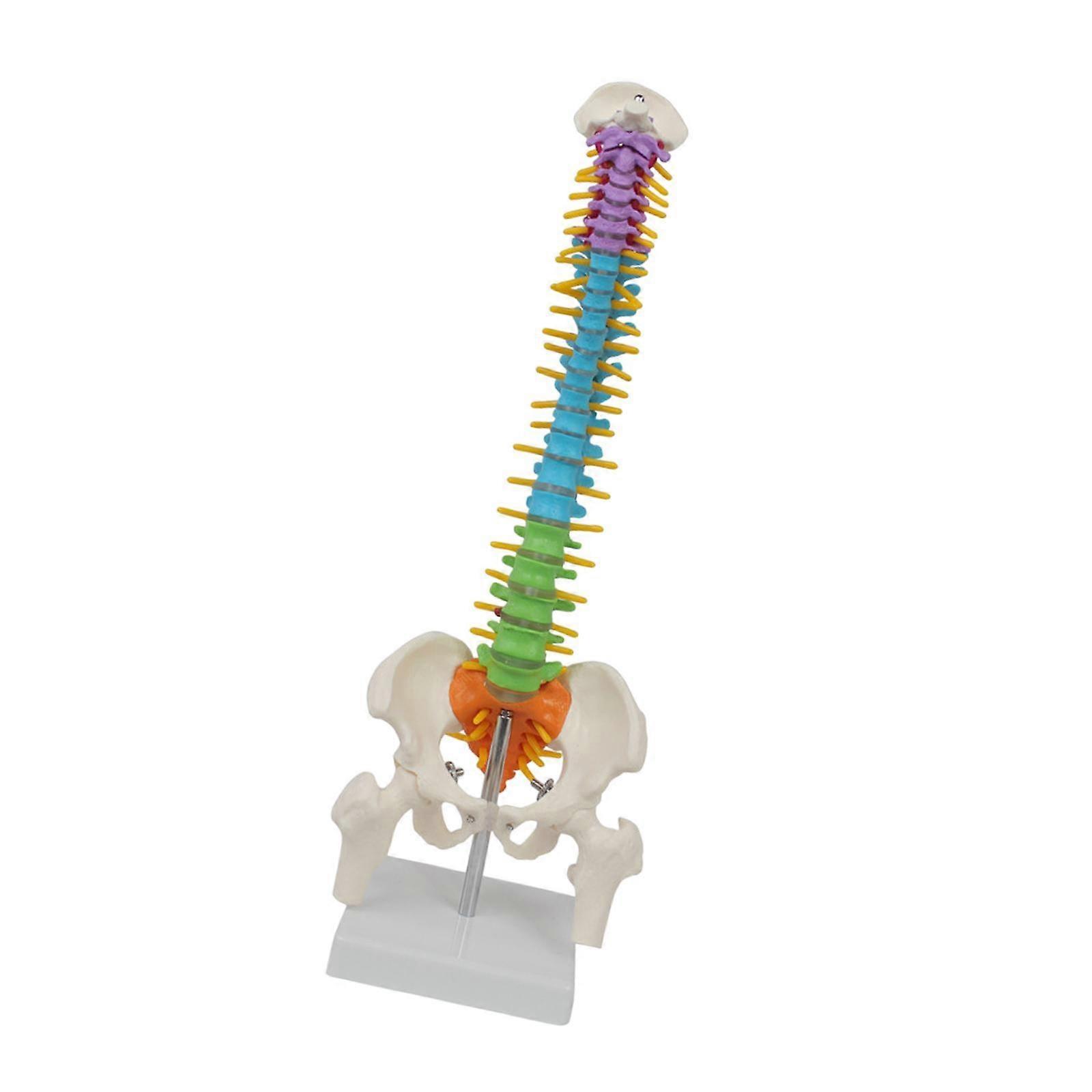 Human Spine Model with Pelvic 45cm Skeleton Model for Students Science Study