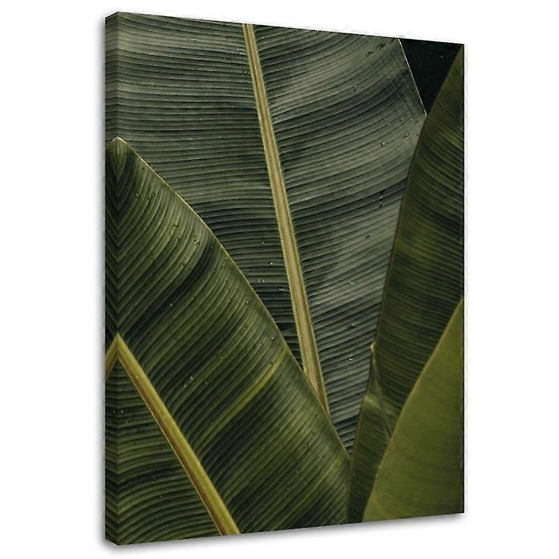 Lienzo, Hojas de plátano tropical - 80x120