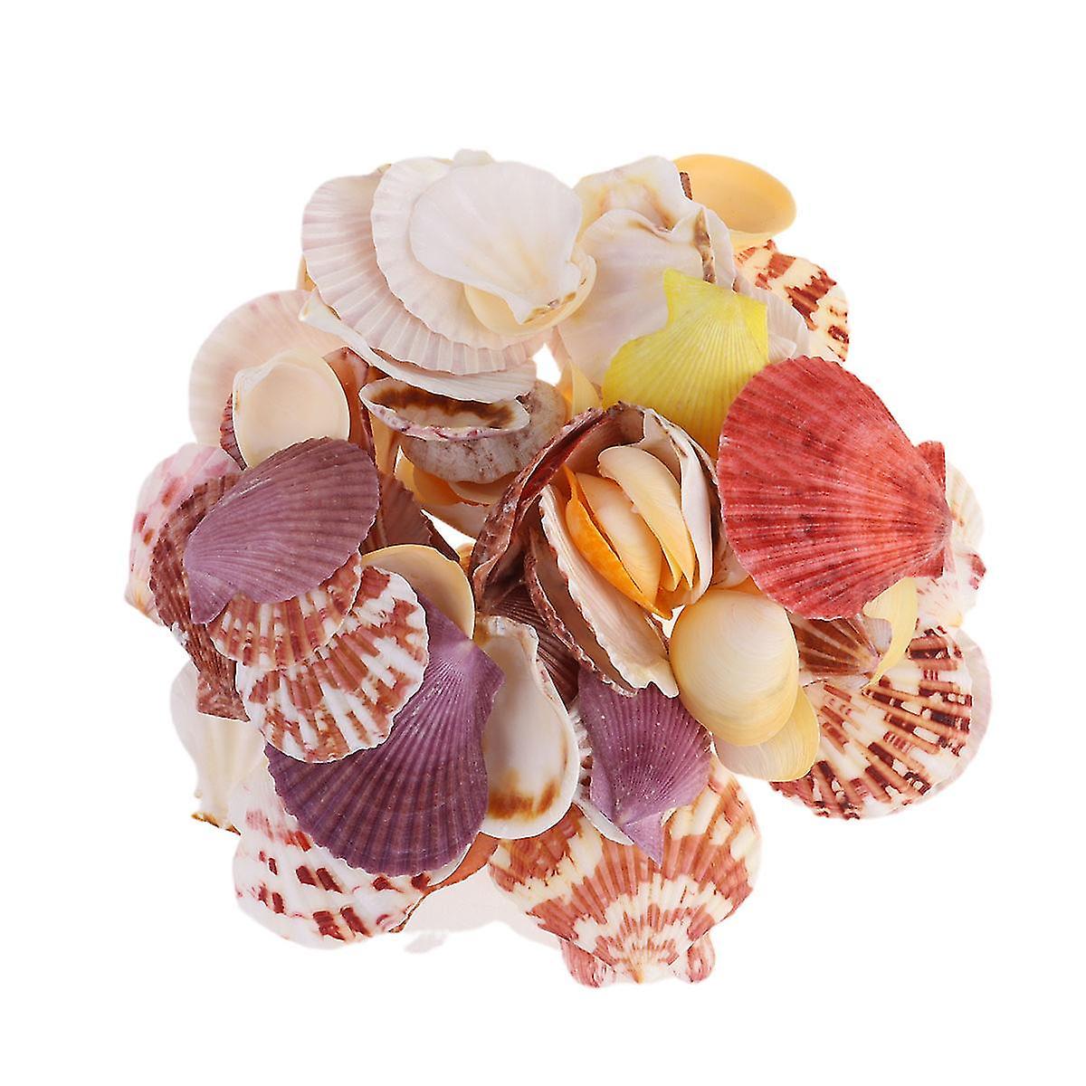 80pcs Natural Shell Conch Ornaments Chic Mixed Sea Style Delicate Diy Photo Frame Materials For Show