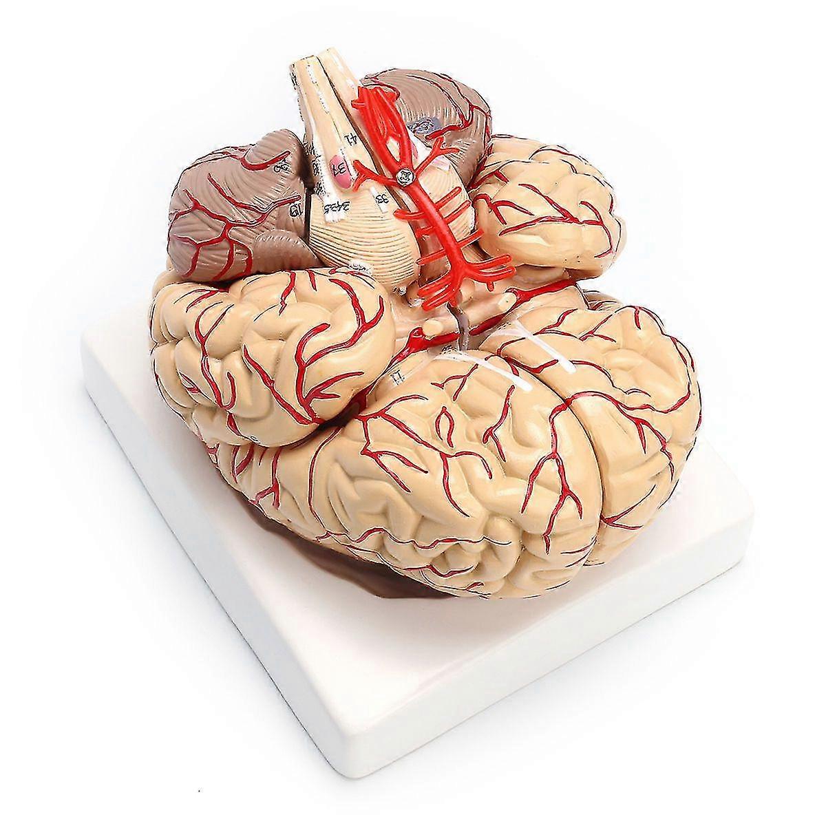 1: 1 Life Size Human Anatomical Brain Pro Dissection Organ Teaching Model
