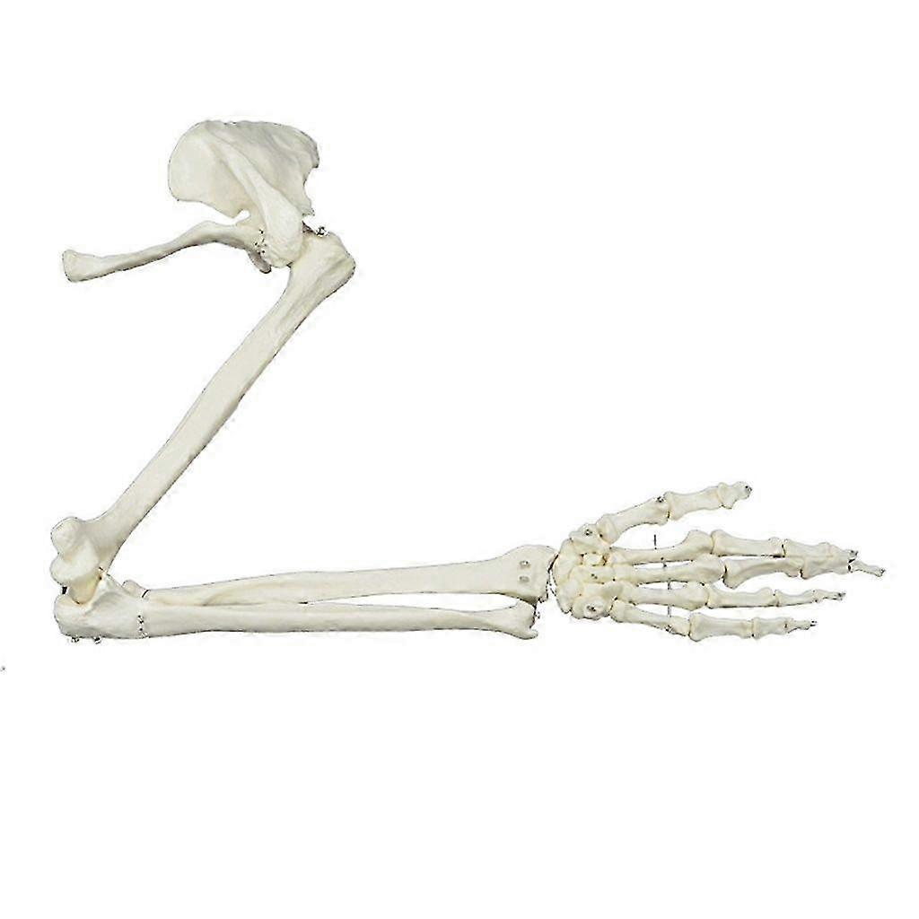 Life Size Human Arm Skeleton Model Anatomical Study Upper Limb Skeleton Model SZRH A-S