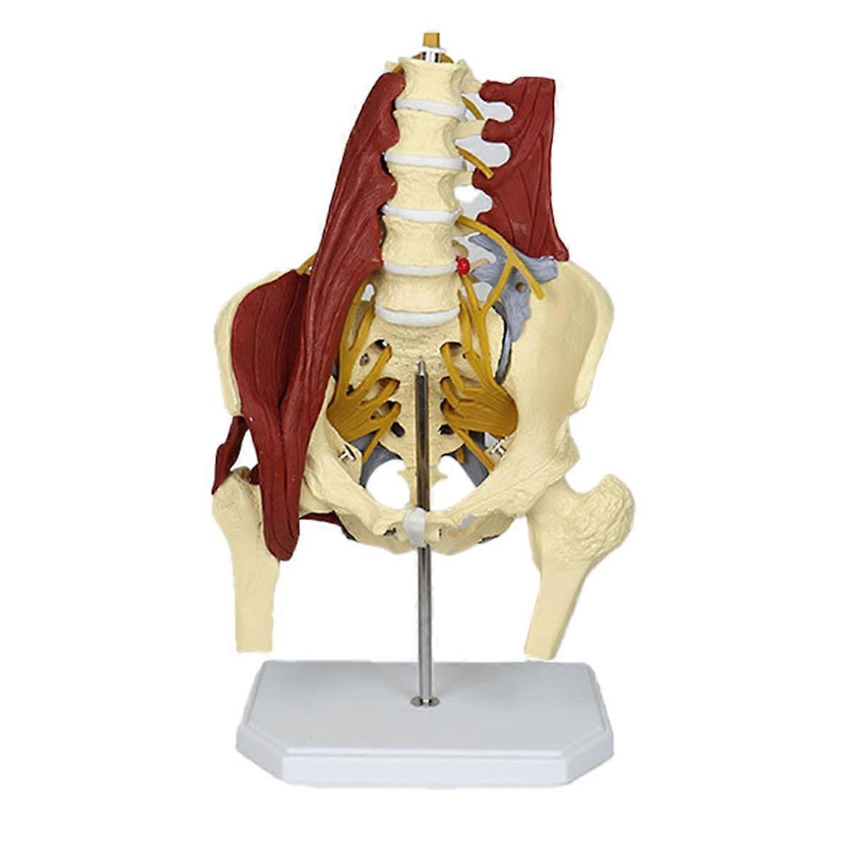 Model bederní páteře, anatomický model svalů pánevního dna