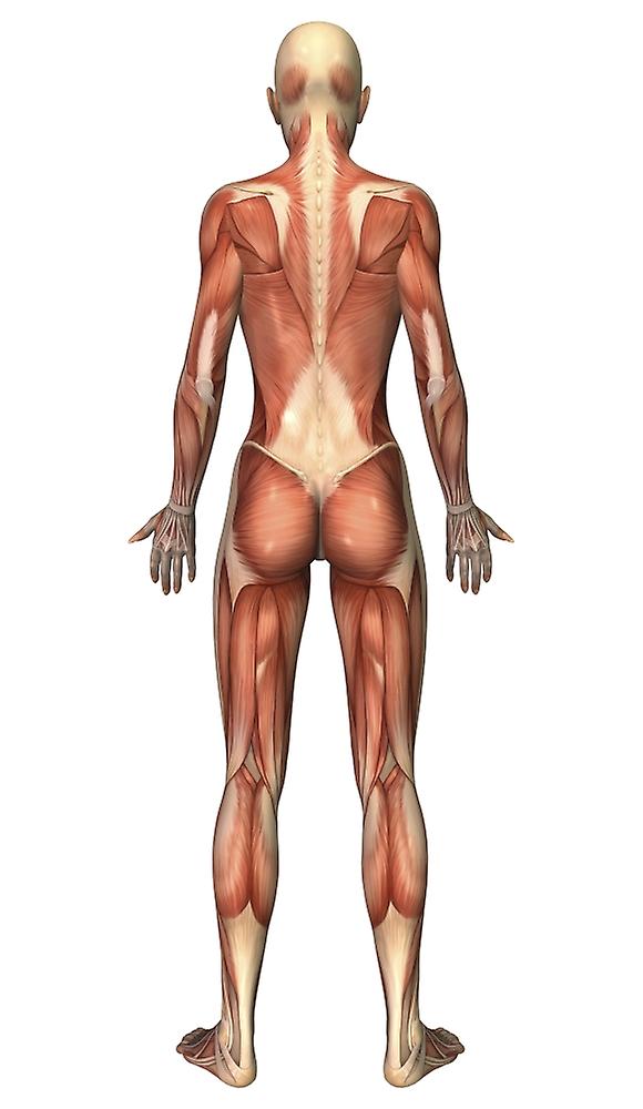 Female muscular system, back view. Poster