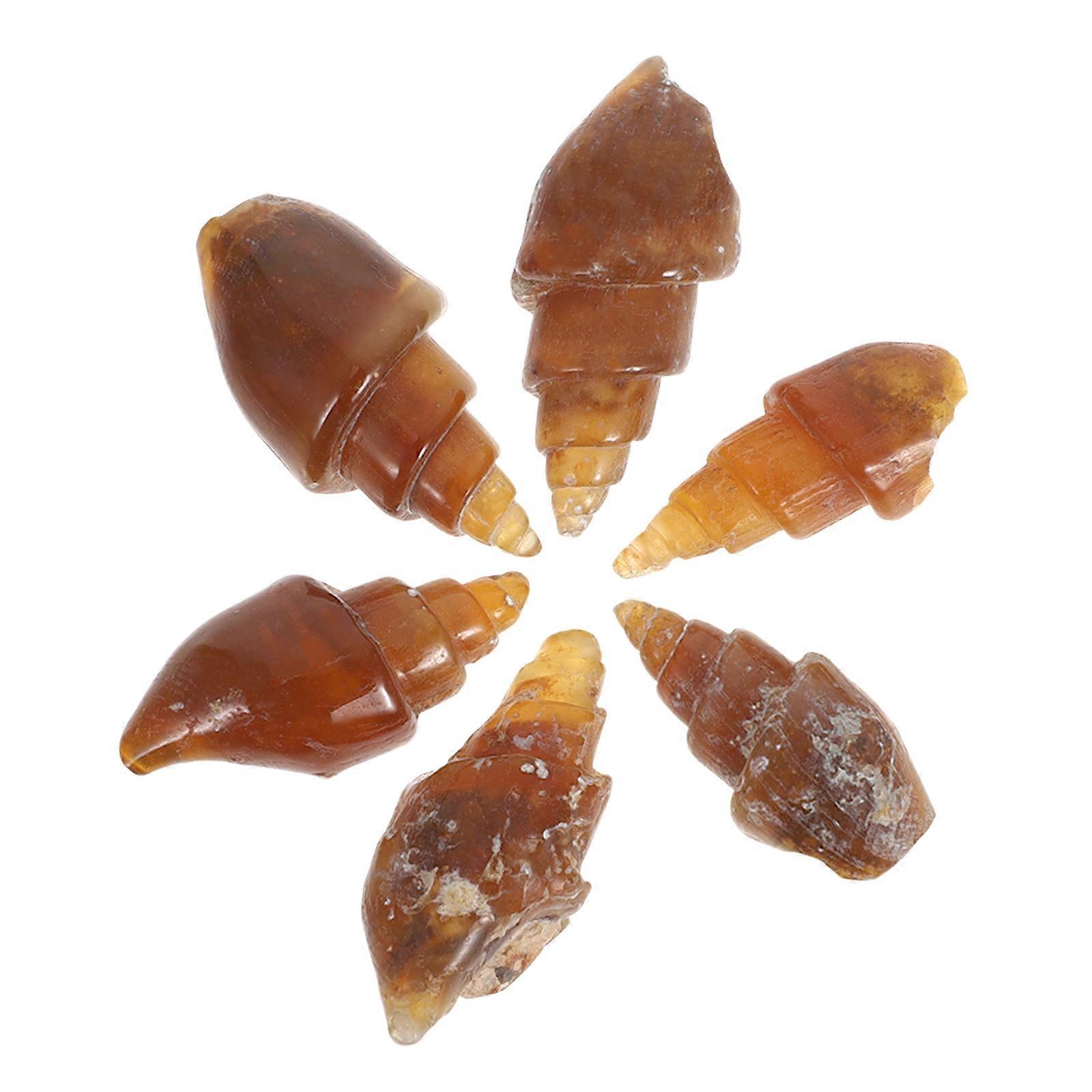 Stone Snail Conch for Education with 6Pcs Agate Ancient Shell Specimens
