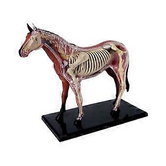 Modelo de anatomia de órgãos de animais 4D, cavalo, brinquedo de montagem para ensino de anatomia, faça você mesmo, popular, eletrodomésticos, TOC