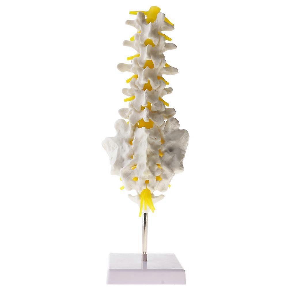 :1 Lifesize Human Vertebrae Coccyx Skeleton Model Learning Equipment