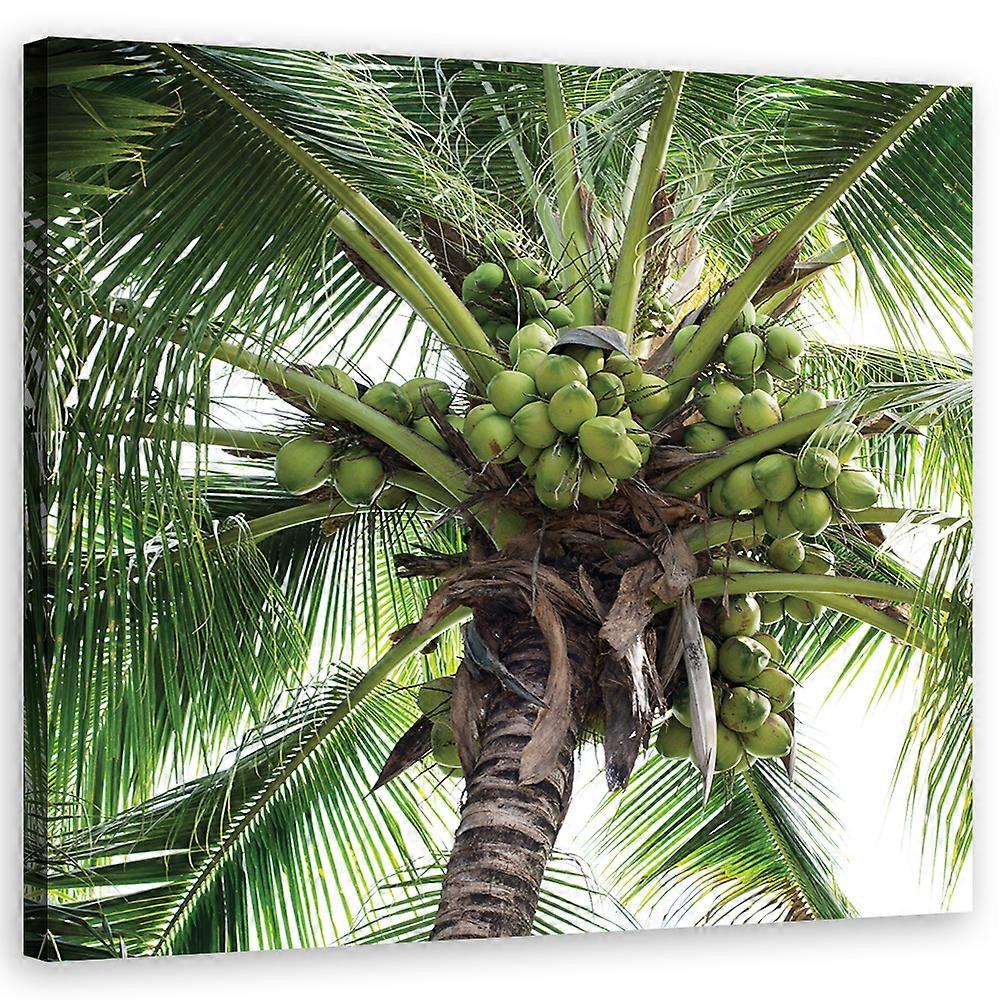 Lienzo, Palmera de coco - 30x30