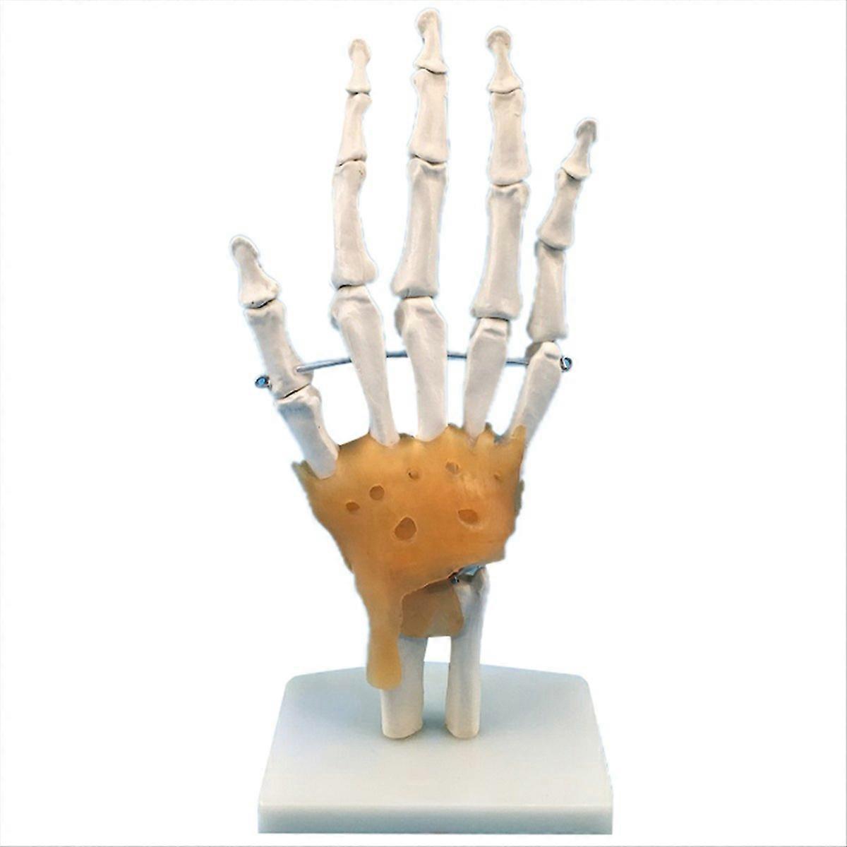 Human Hand Joint Model With Ligaments, Flexible Scientific Life Size