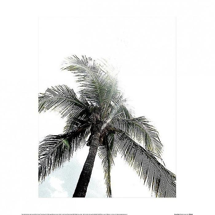 Heather Johnston Panama Palms Poster