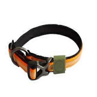 Dog Basic Neoprene Collar