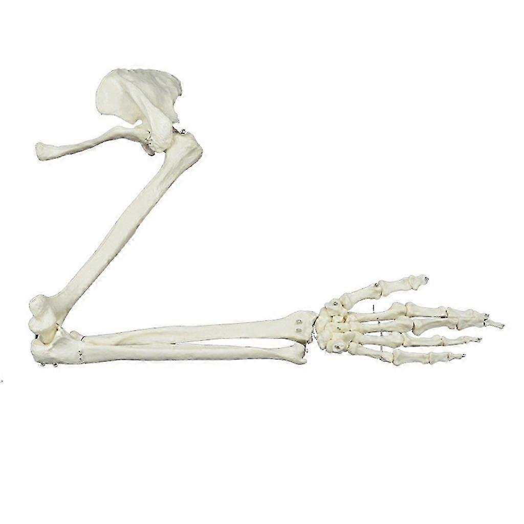 Life Size Human Arm Skeleton Model Anatomical Study Upper Limb Skeleton Model