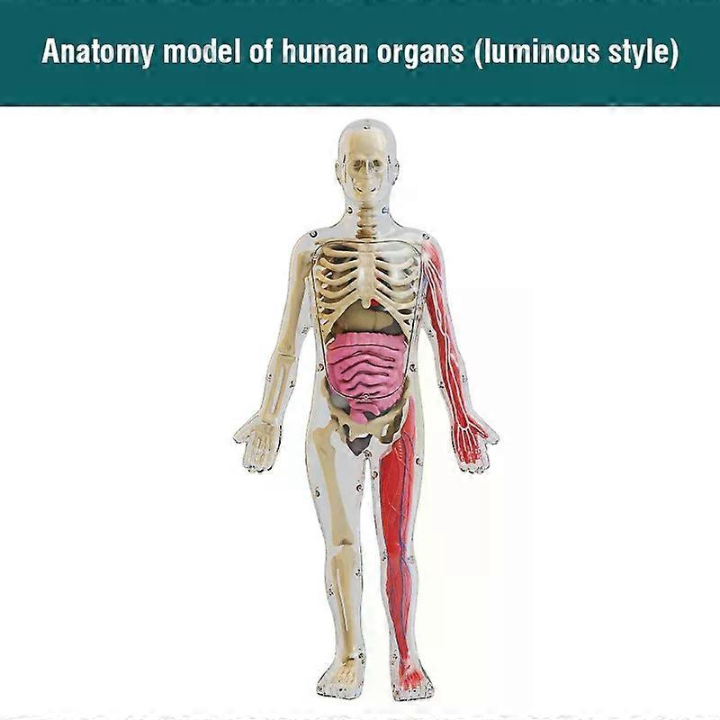 Mod��le d'enseignement biologique d'anatomie d'organe de squelette humain, aide �� briller dans la nuit, assemblage du corps humain, jouets ��d