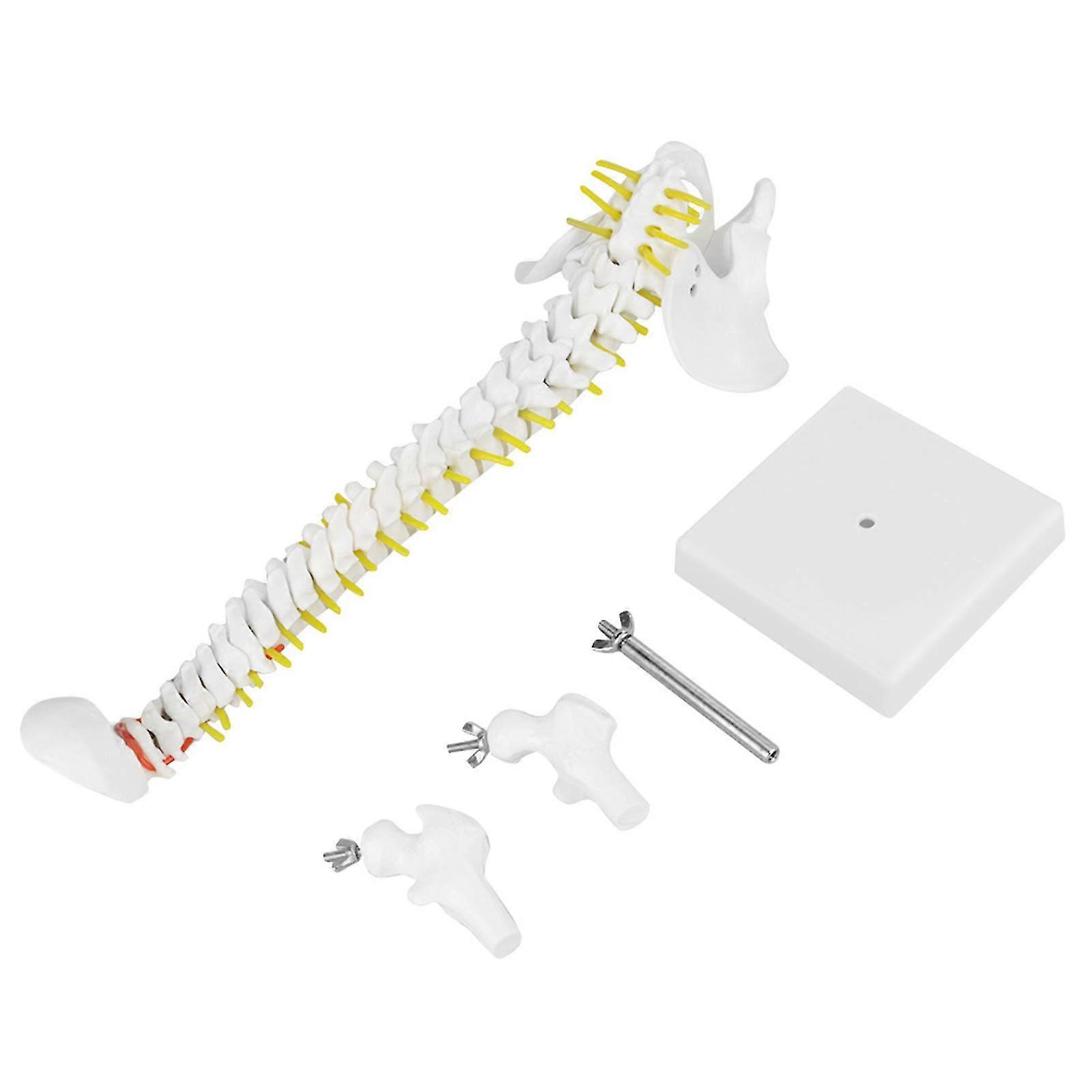 2025 38cm Removable Flexible Human Spine Model for Skeleton Anatomy Study Teaching