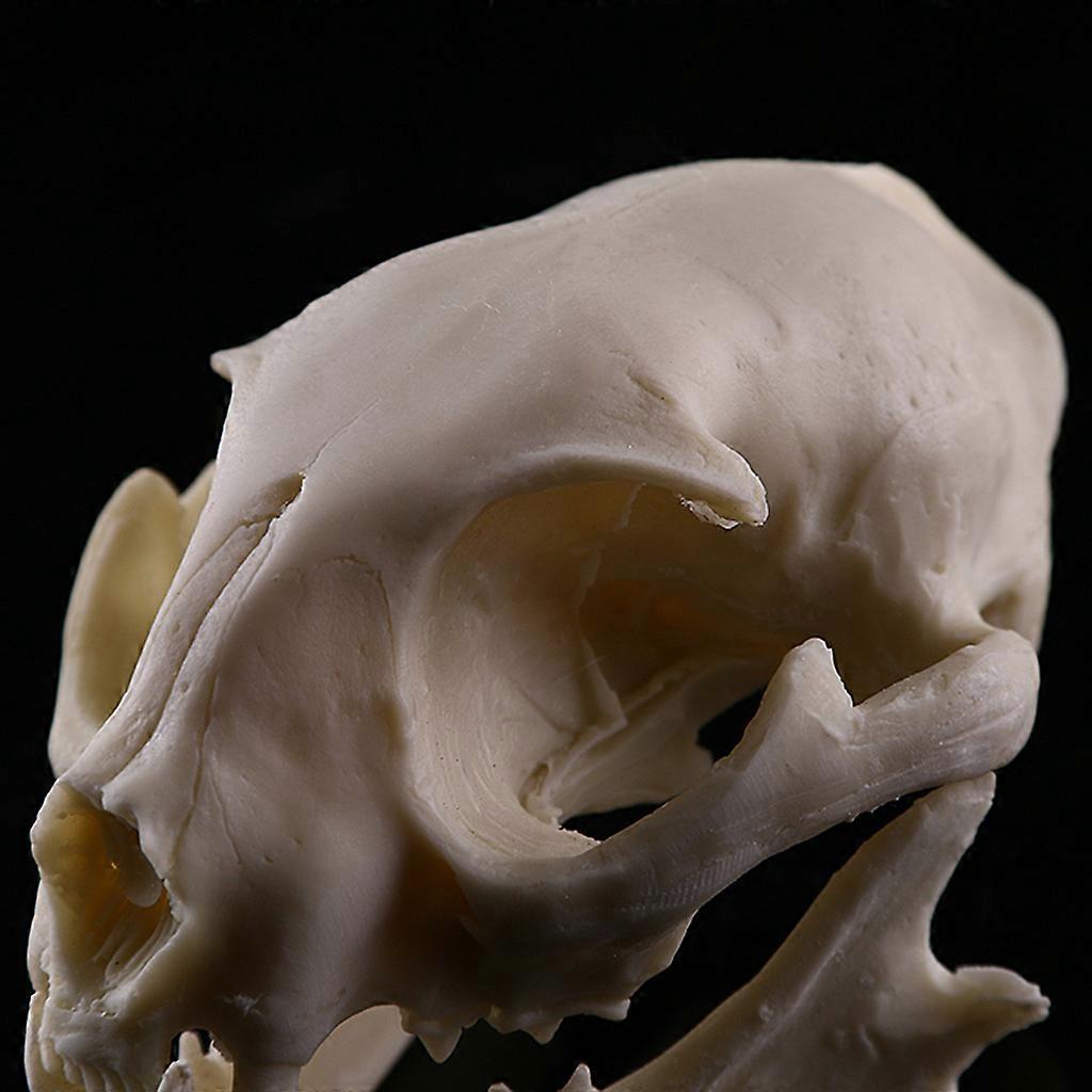 Realistic Cat Skull Teaching Skeleton Model