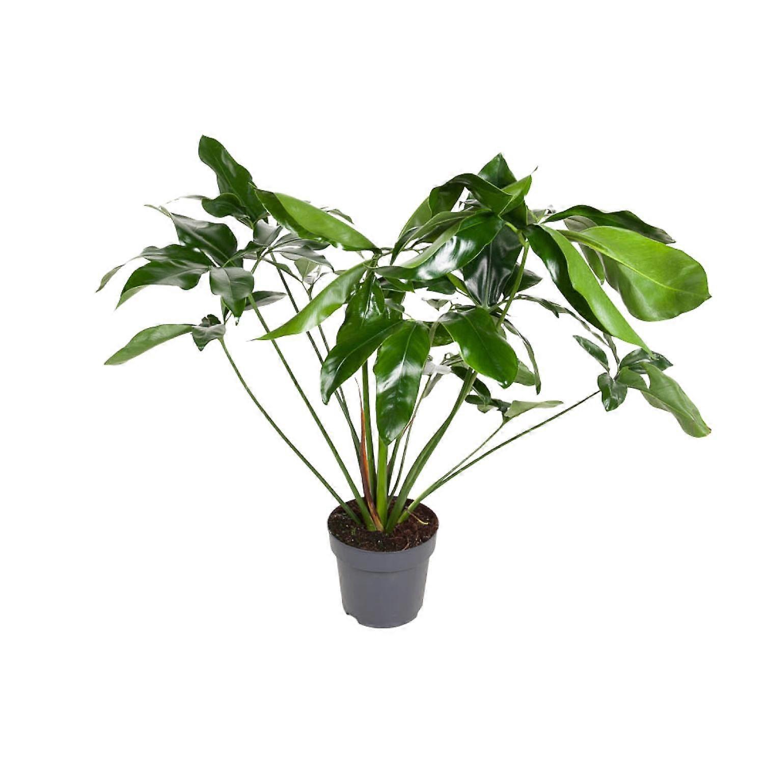 Philodendron Grünes Wunder - 90-100cm - Ø24cm