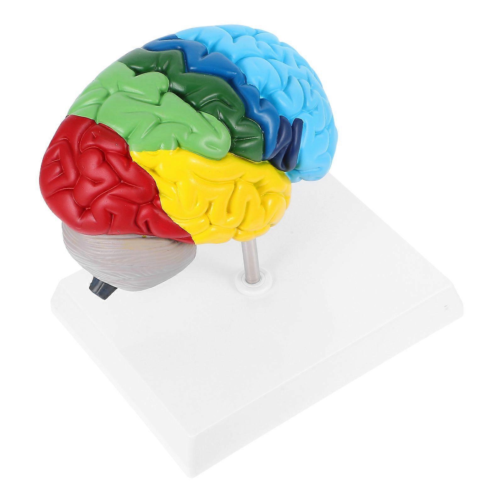 Human Brain Models 1:1 Scale Anatomy Model For Neuroscience Learning Teaching Science Classroom Study Display Medical Model