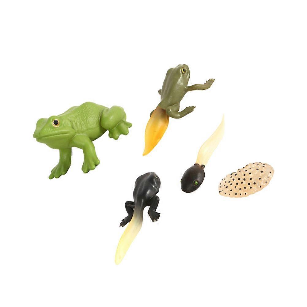 Tadpole Ornament Growth Cycle Model for Classroom Use 2Set