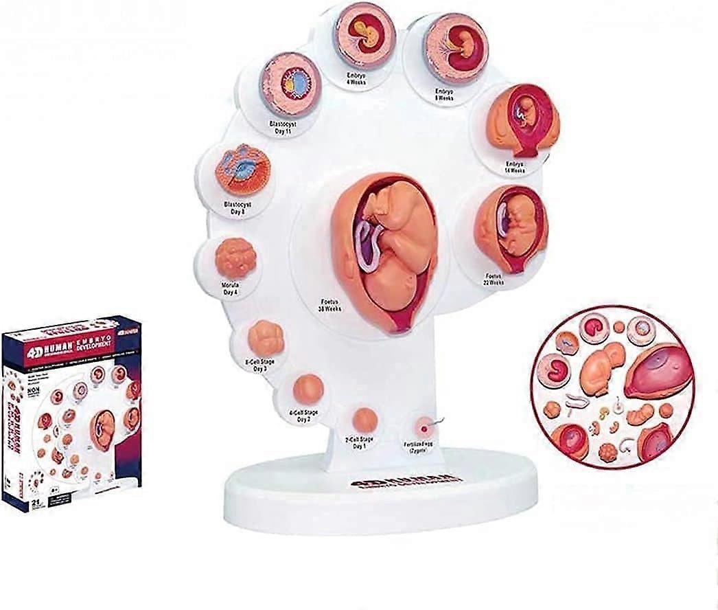 4D Human Fetal Development Model for Classroom Teaching, Stepwise Growth Visualization Educational Aid