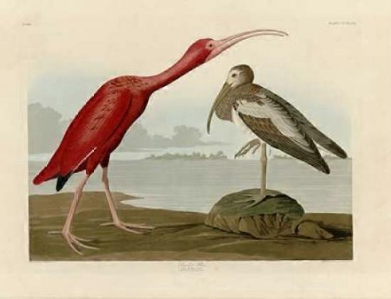 Scarlet Ibis Poster