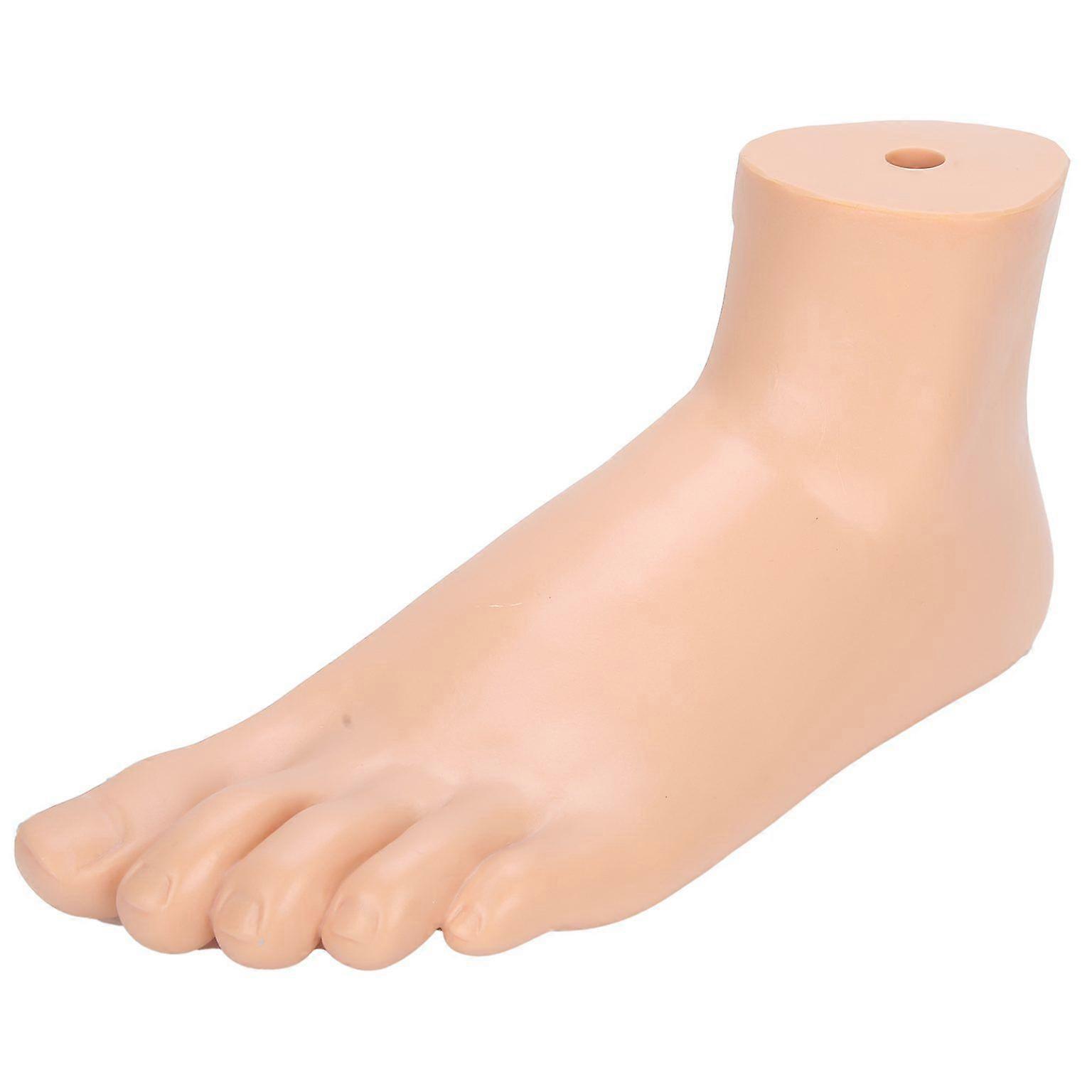 Adult Human Foot Model for Teaching and Demonstration