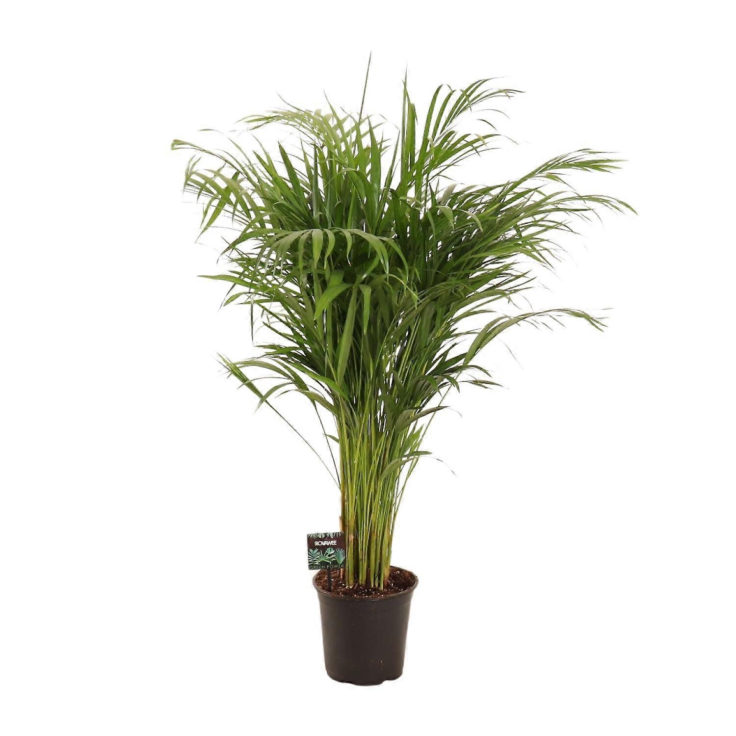 Dypsis Lutescens - 100-110cm - Ø21cm