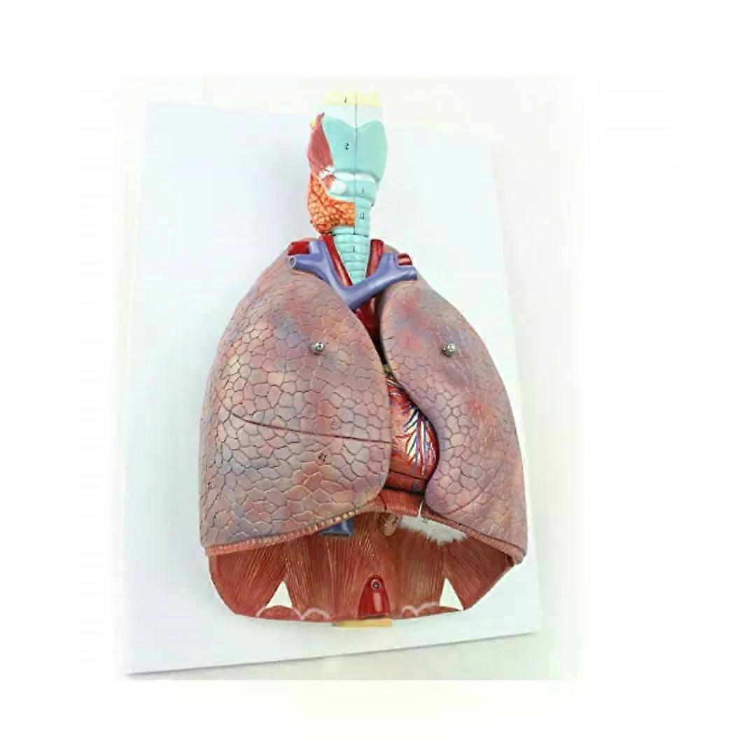 Anatomie medicală umană a pieptului/gâtului Laringe Inimă Plămân Model anatomic cu 51 de semne 1:1 Sistem respirator Materiale didactice