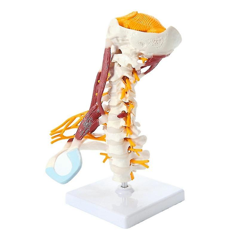 1:1 Life size cervical vertebrae vertebral body cervical spine nerve model human anatomy spinal cord