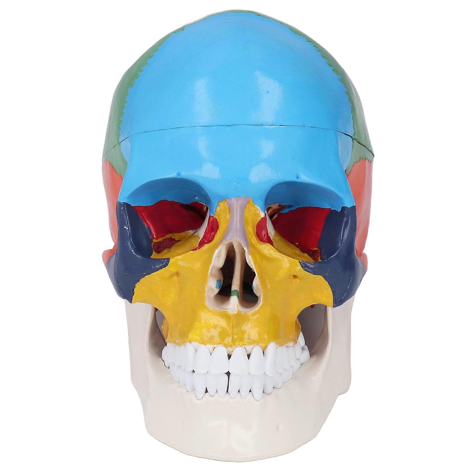 Skull Model Life Size 3 Part Colored Detachable Human Skull Anatomical Model with Color Chart for Teaching and Learning