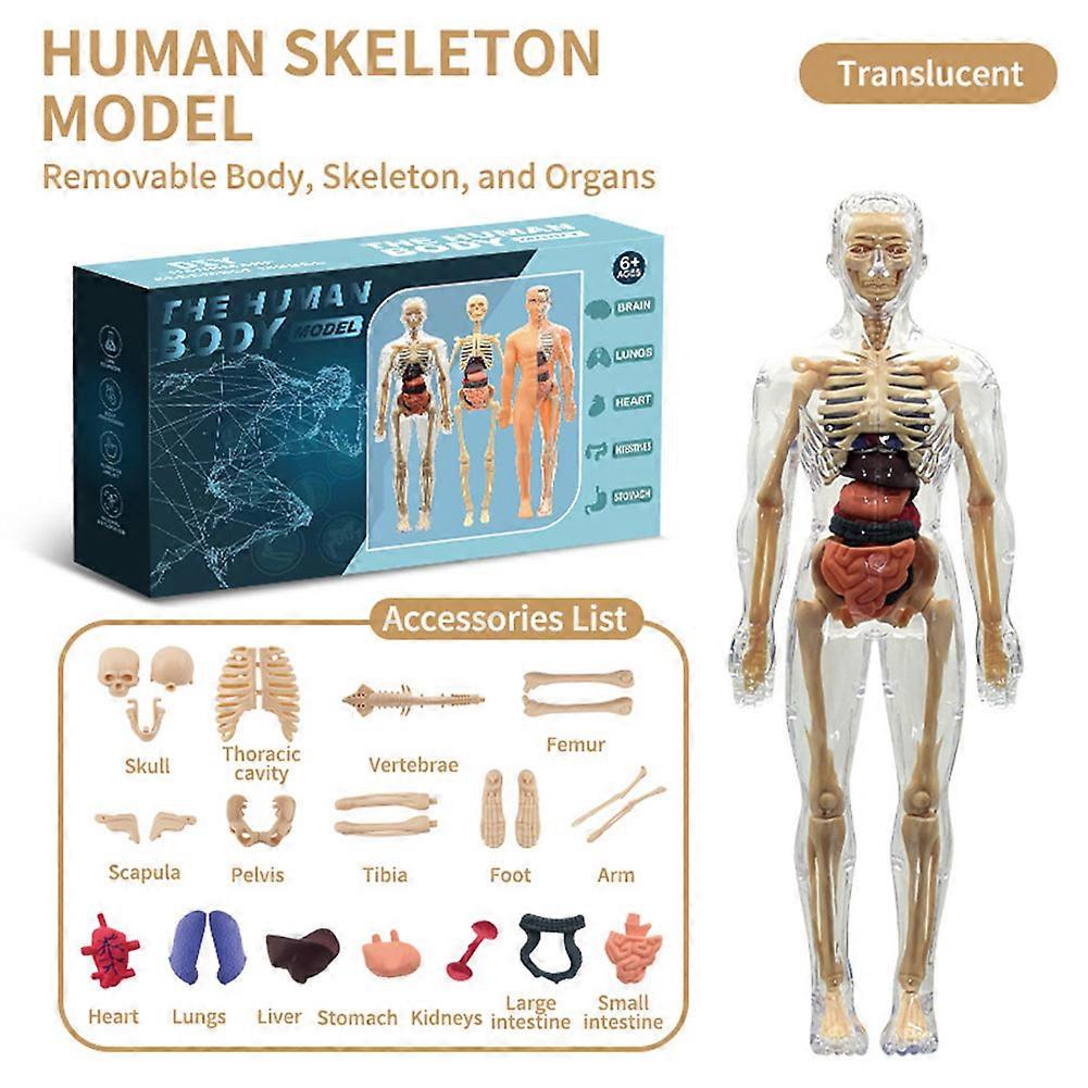 Clear Human Body Structure Model, Portable Skeleton Model Kit for Classroom, Interactive 3D Organ Model for Students