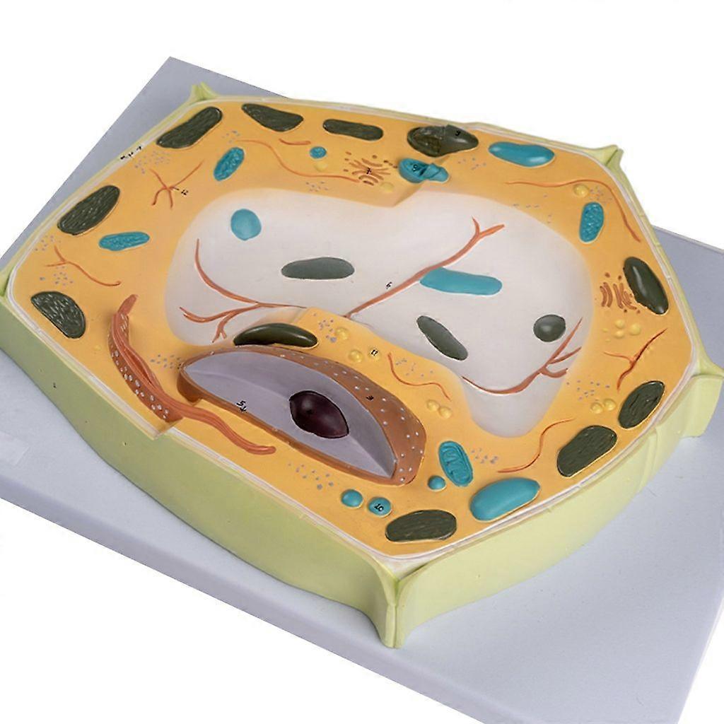 Cell Learning Teaching Model Organ Model Plant Cells Anatomical Anatomy Models