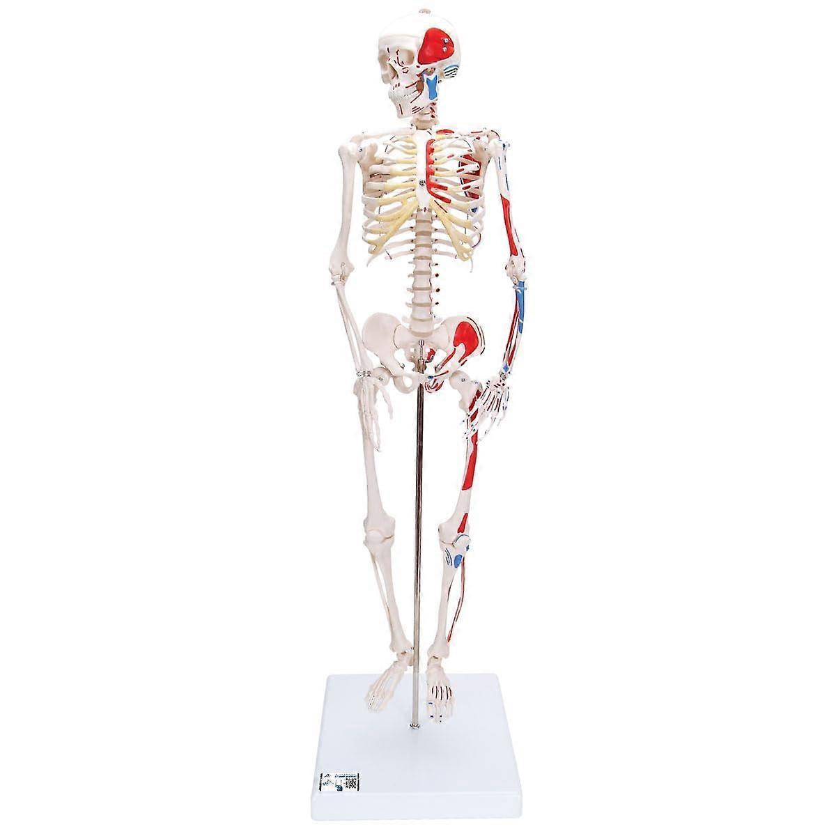 Human Anatomy Mini Skeleton Model with Muscle Painting Anatomy App 3B Smart Anatomy, A18/5