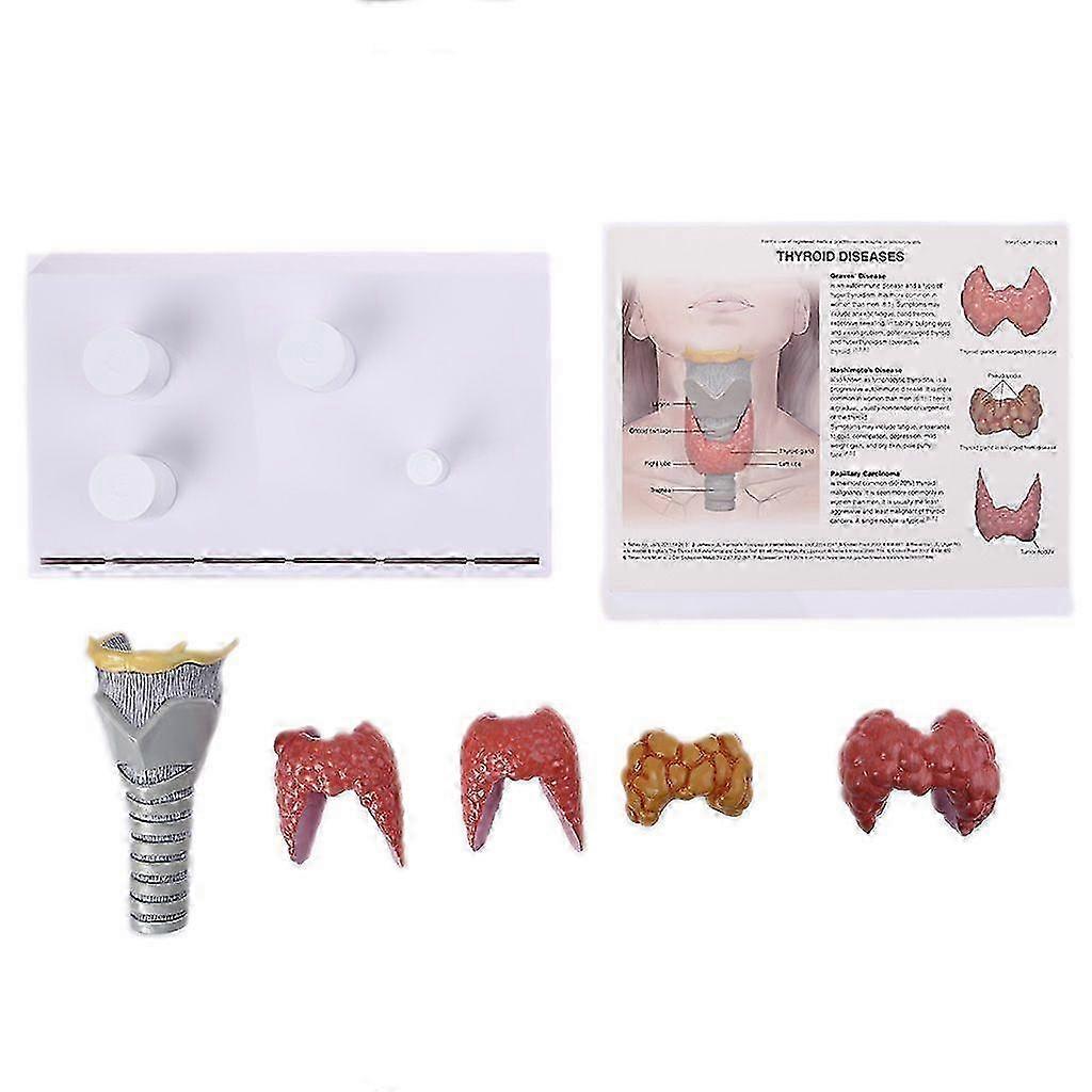 25-26 Human Anatomical Thyroid Gland Model Pathology Anatomy Digestive System Display