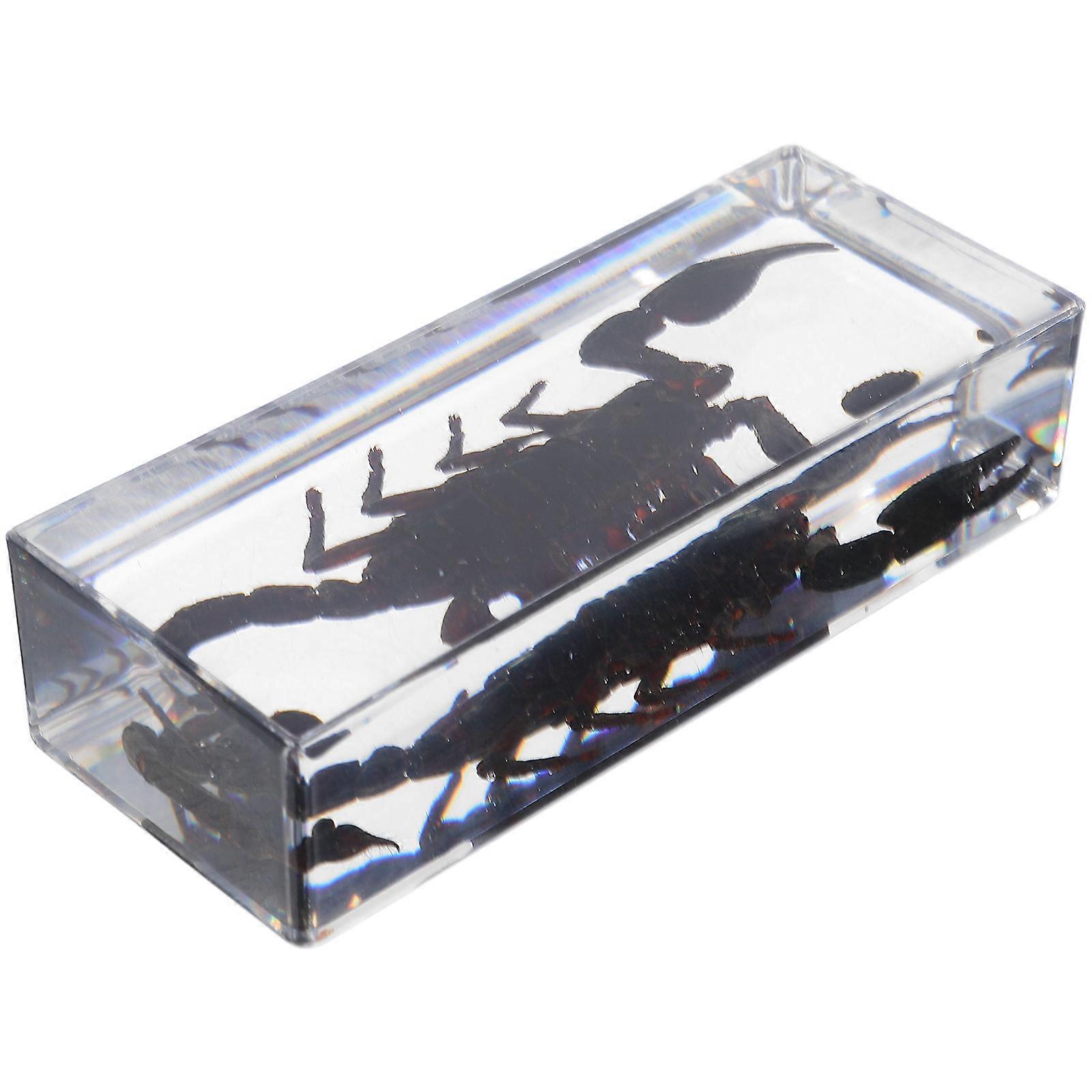Classroom Bugs Specimens Scorpion Paperweight for Educational Use Resin