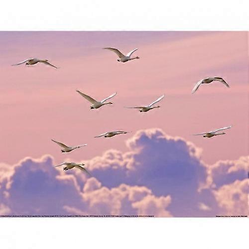 Ben Hall Whooper Swans Print