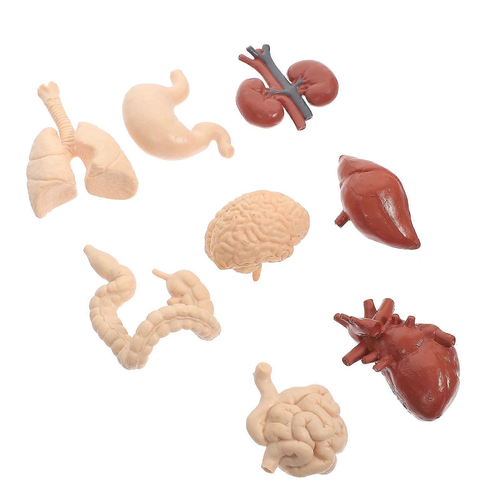 Human Body Model Internal Organs Model for Teaching Aid 1Set