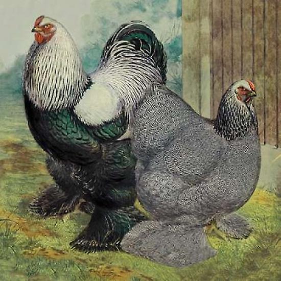 Tavuklar: Koyu Brahmas Posteri