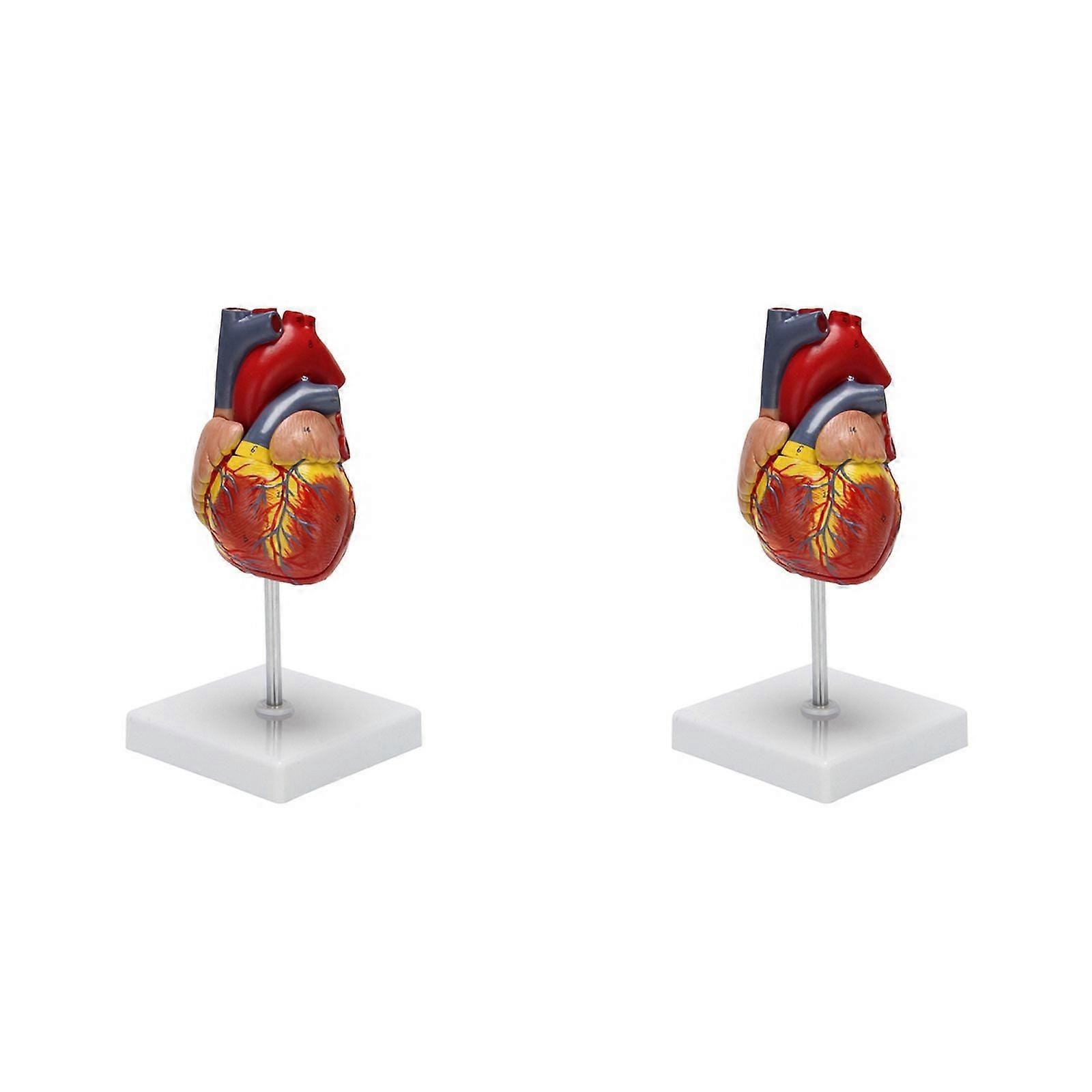 2X 1: 1 Human Heart Model, Anatomically Accurate Heart Model Life Size Human Skeleton Anatomy