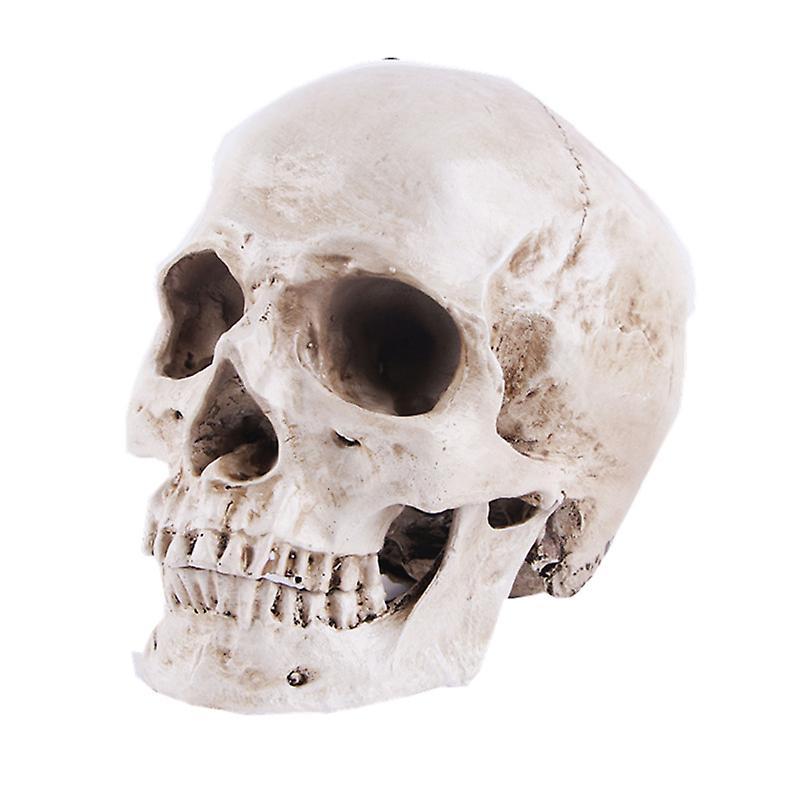 Resin Crafts Skull Model Teaching Supplies Skull