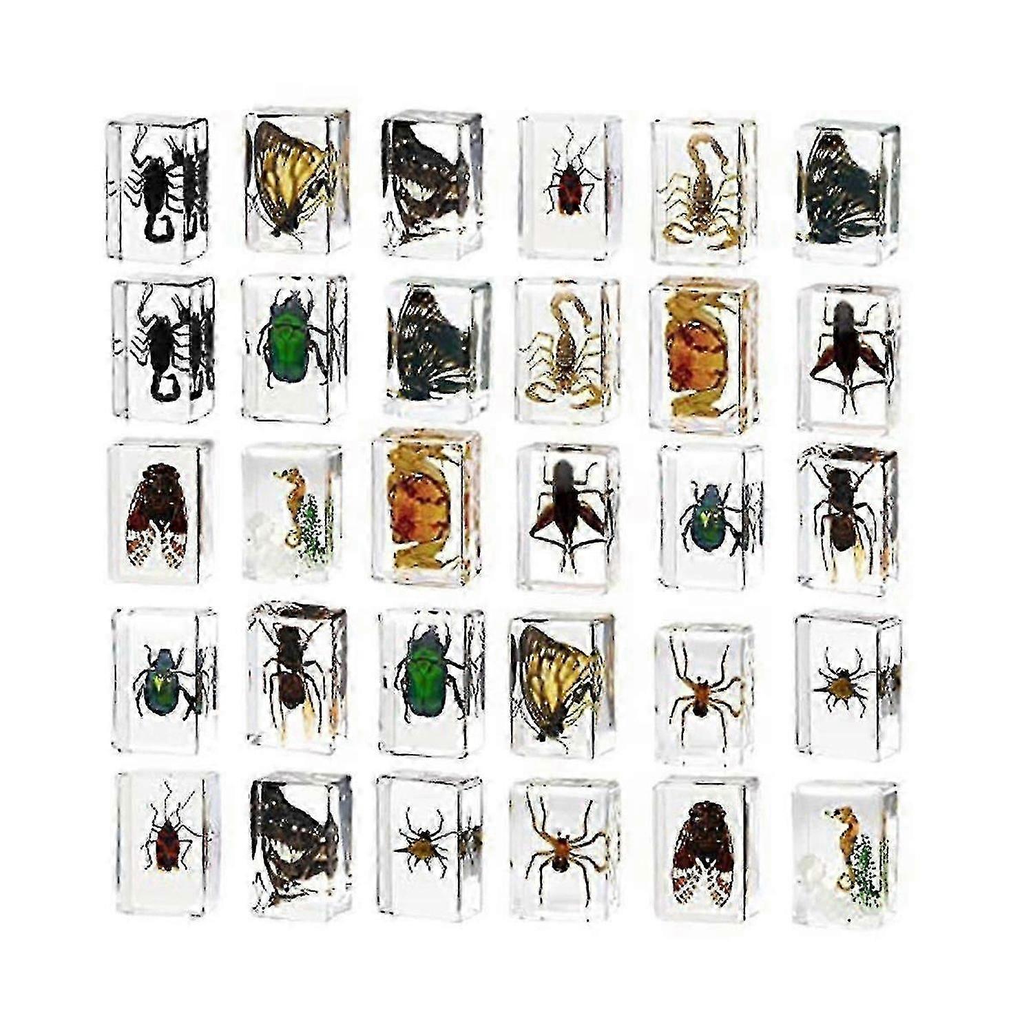 30 Insects In Resin Specimen Bugs Collection Paperweights, Toy Bugs Suitable For Kids For Office Bi - ZP