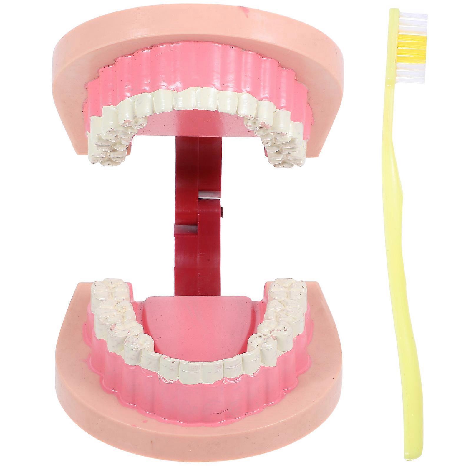 Realistic Tooth Teaching Model for Science Experiments Kids Educational Tool