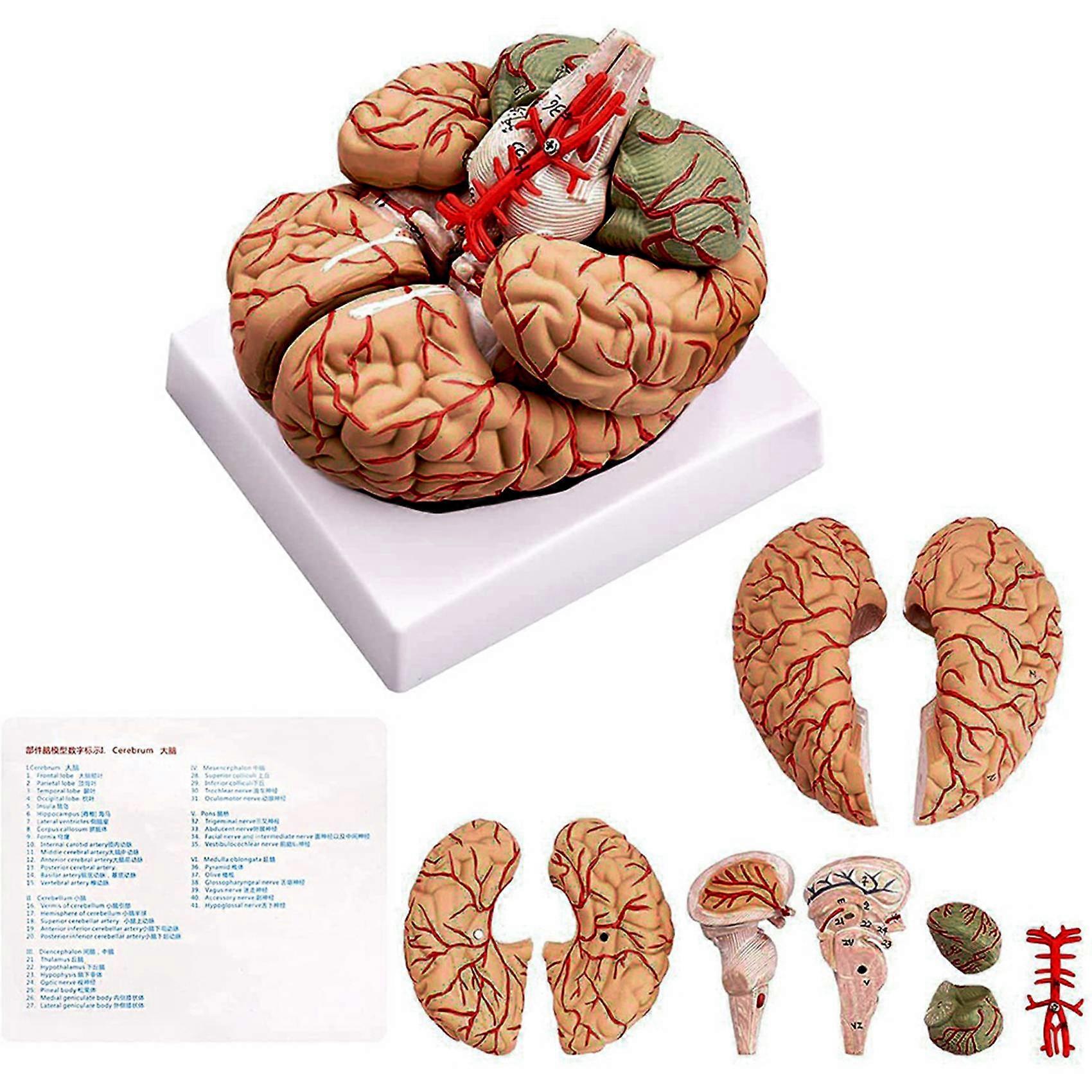 Human Brain Model, with Base for Science Classroom Study & Teaching A