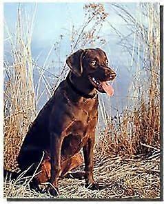 Labrador Chocolate - Cão de Caça (VV812)