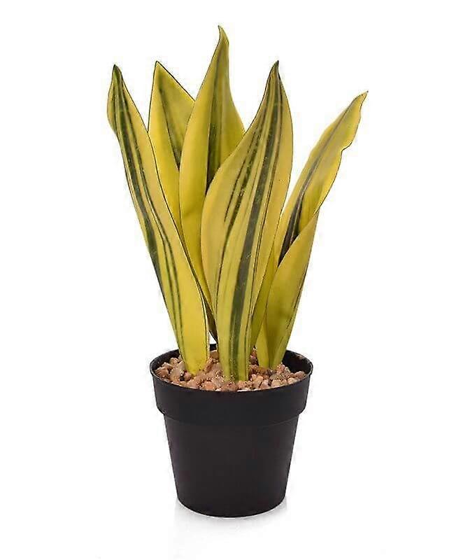 Sanseveria växt (30 cm)