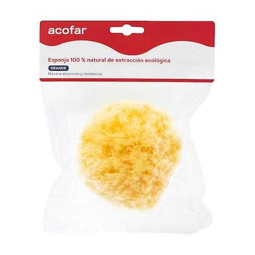 Large natural sponge 1 unit