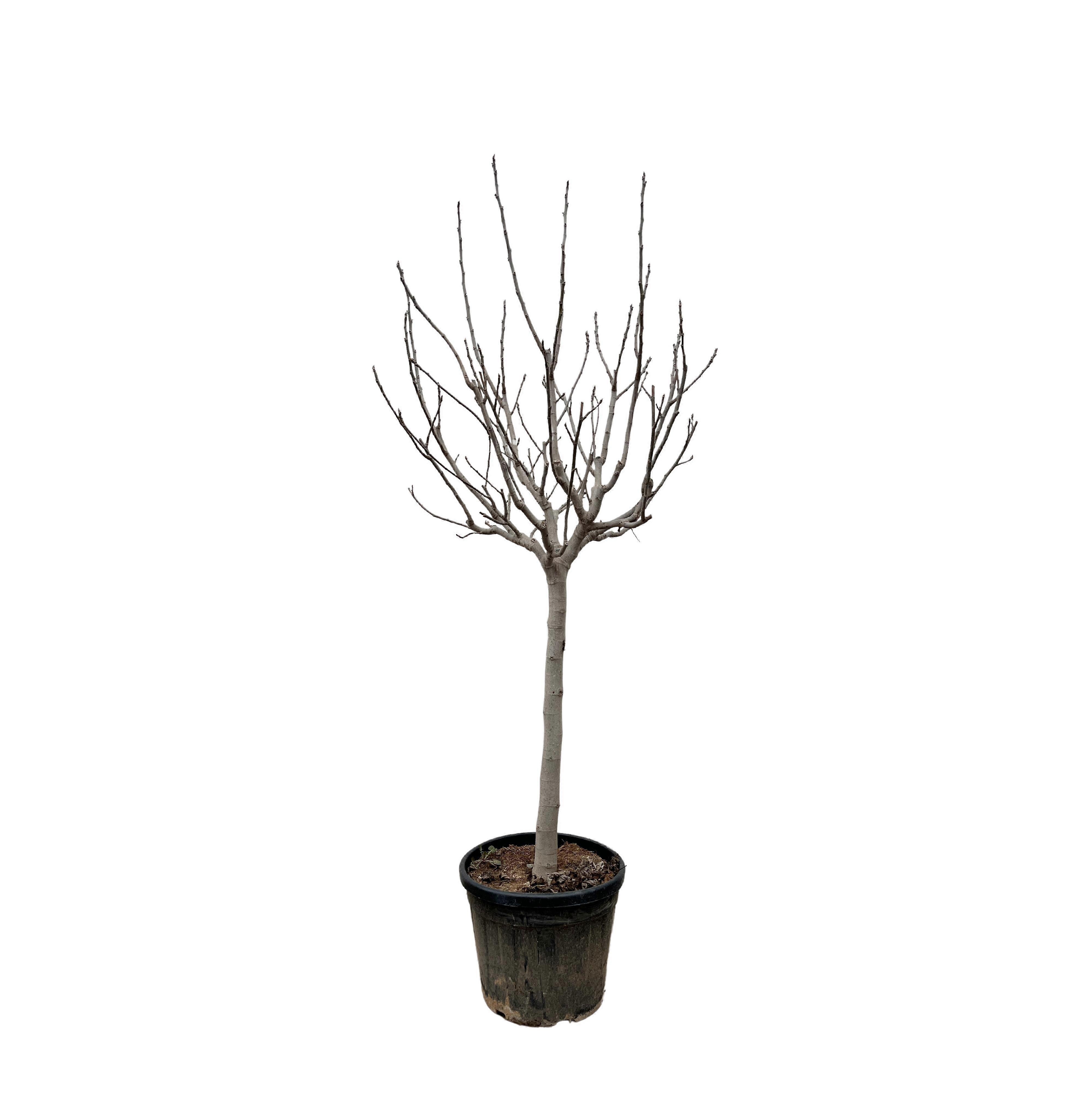 Ficus Carica op stam - 240-250cm - Ø45cm