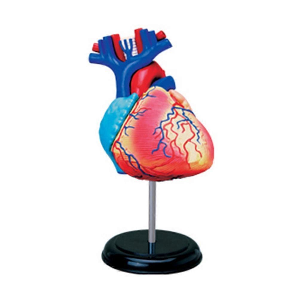 Study Display Teaching Medical Model Human Organ Anatomical Model Heart Model
