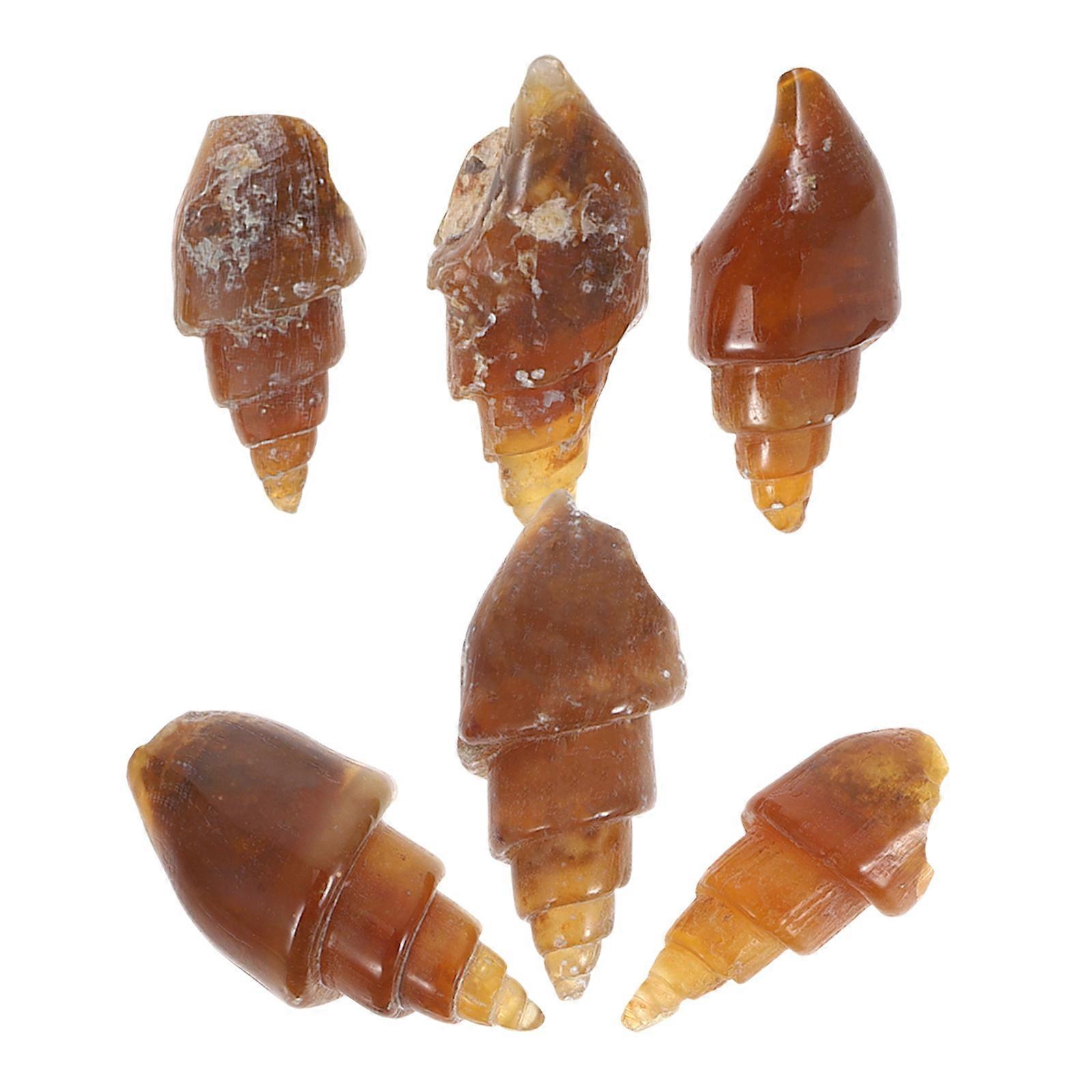 Agate Stone Snail Specimens for Education 6Pcs Teaching Geology Tools