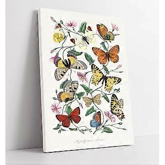 BUTTERFLIES AND MOTHS BY PAUL GERVAIS jigsaw puzzle game for adults and kids AY0481