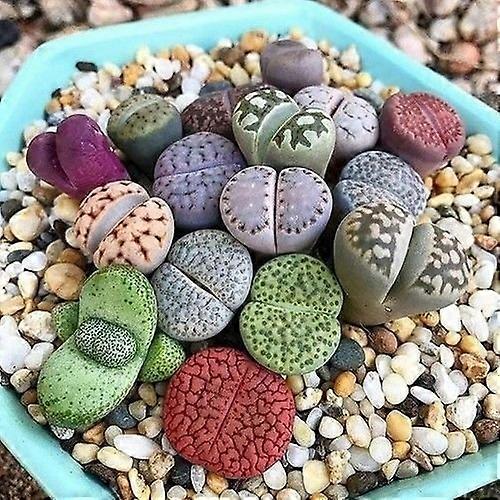 Lithops Specie Mix (Pietra, Piante) 20 Semi Ref: 5261