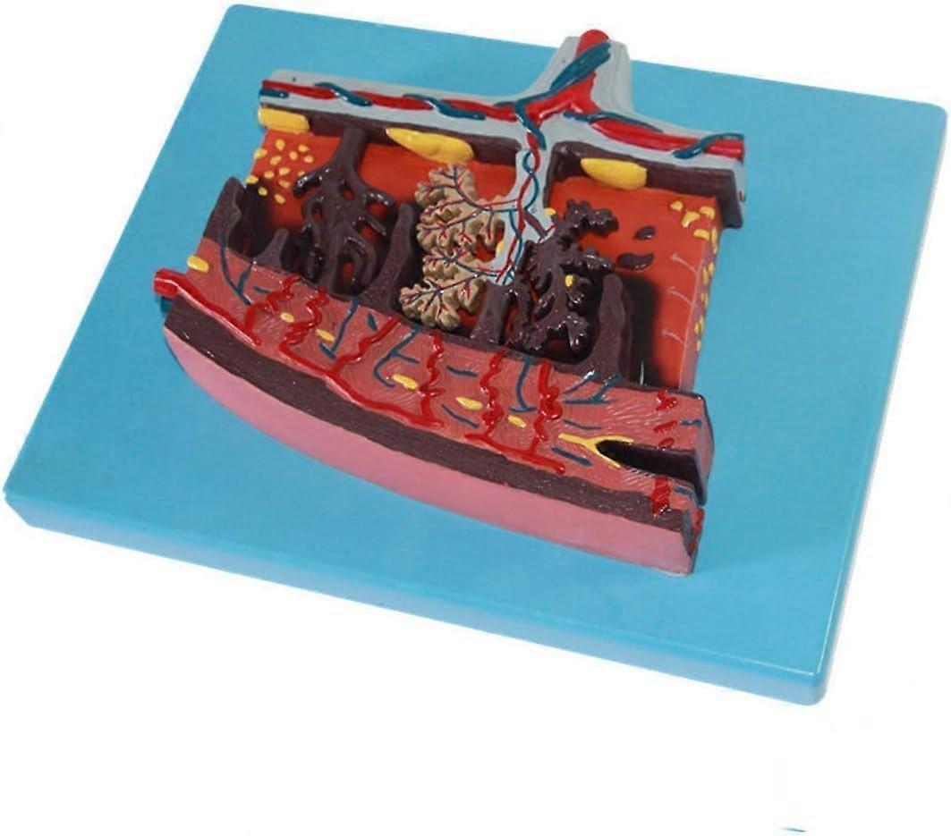 Placenta Anatomy Model with Enlarged Tissue Visualization, Accurate Structure Medical Teaching Aid PVC